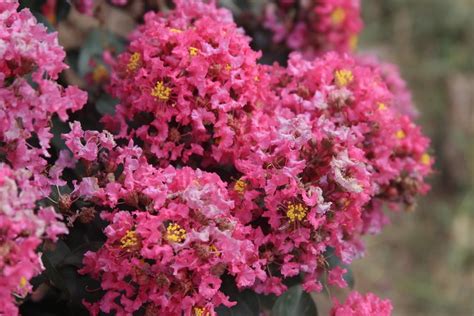 The Beauty and Elegance of Coral Magic Lagerstroemia Indica Trees